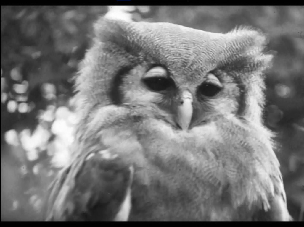 Still frame per Lo spaventapasseri - immagine 2