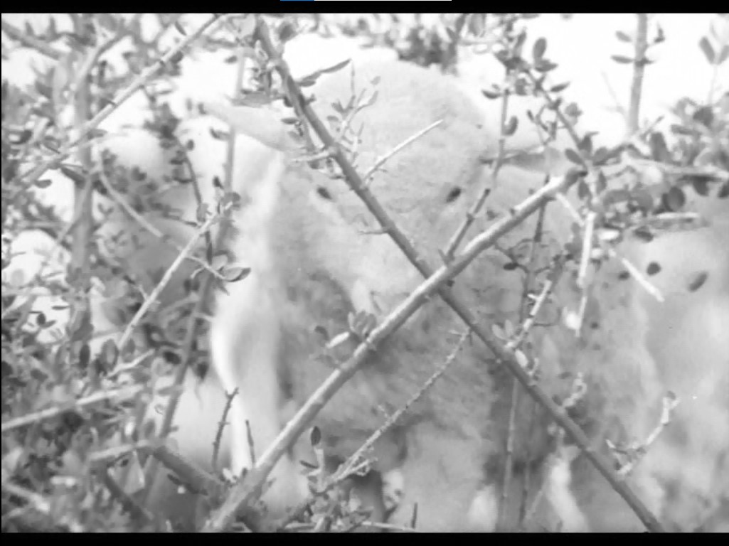Still frame per Il pellerossa - immagine 2