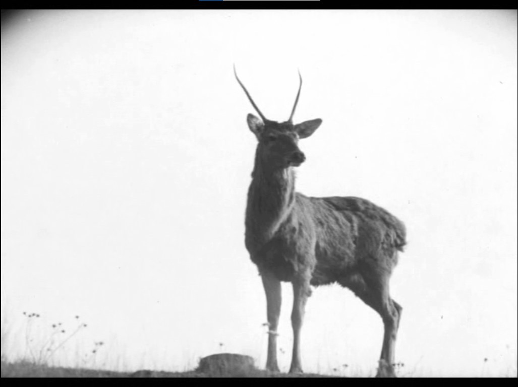 Still frame per Gli animali - immagine 3